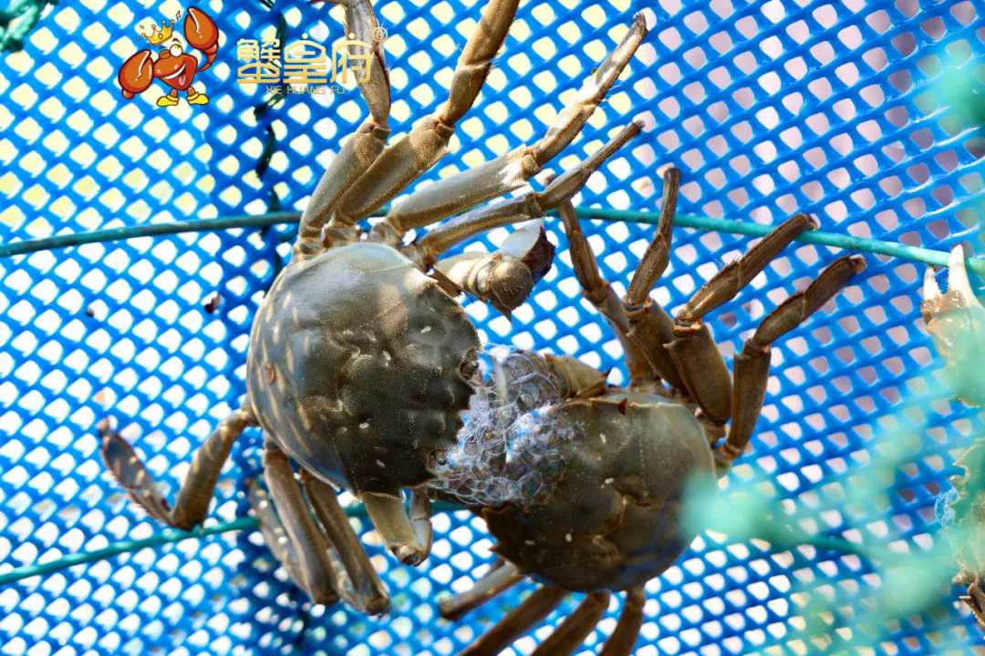 1759222266105242.png 640.webp (1).png